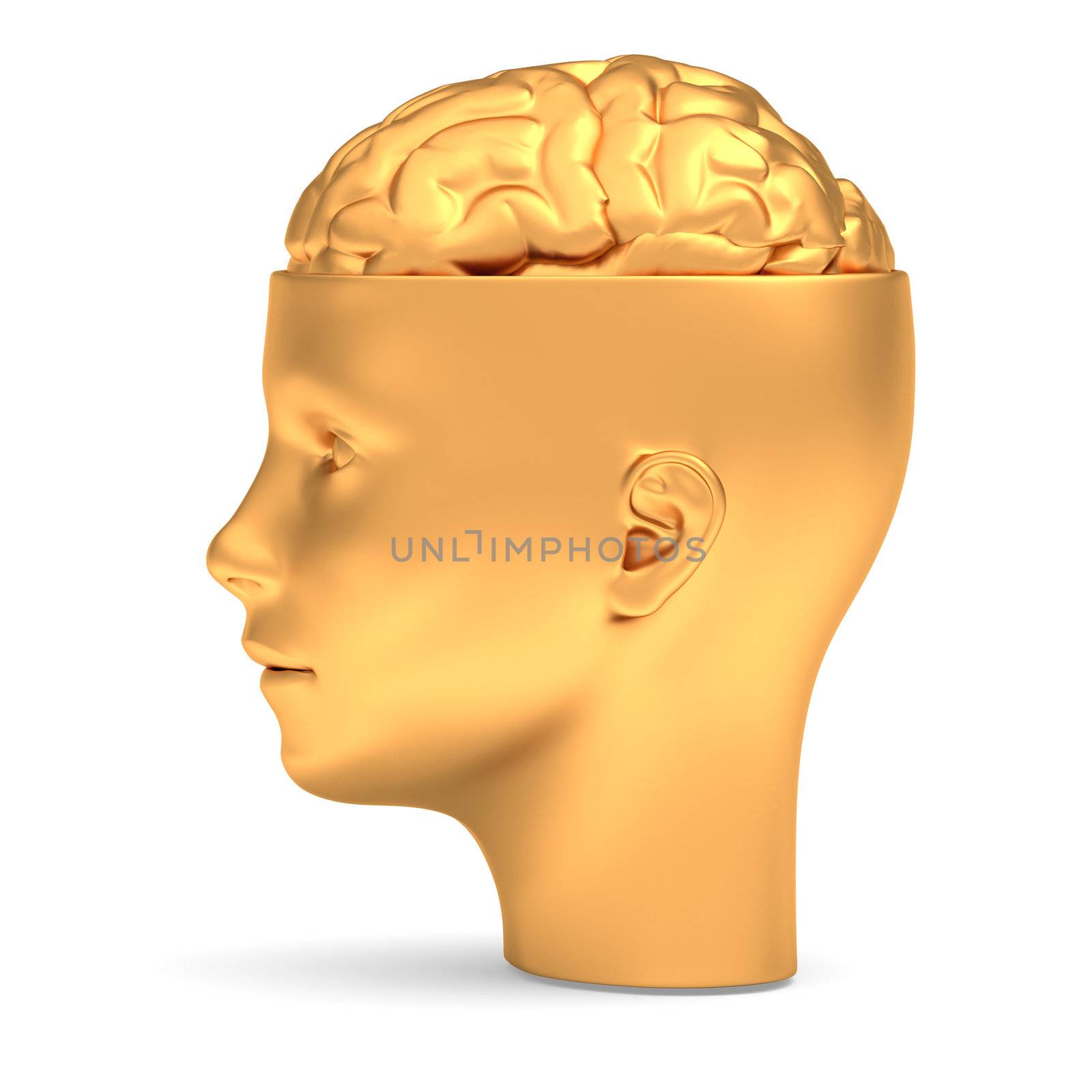 Gold brain in gold head is opened