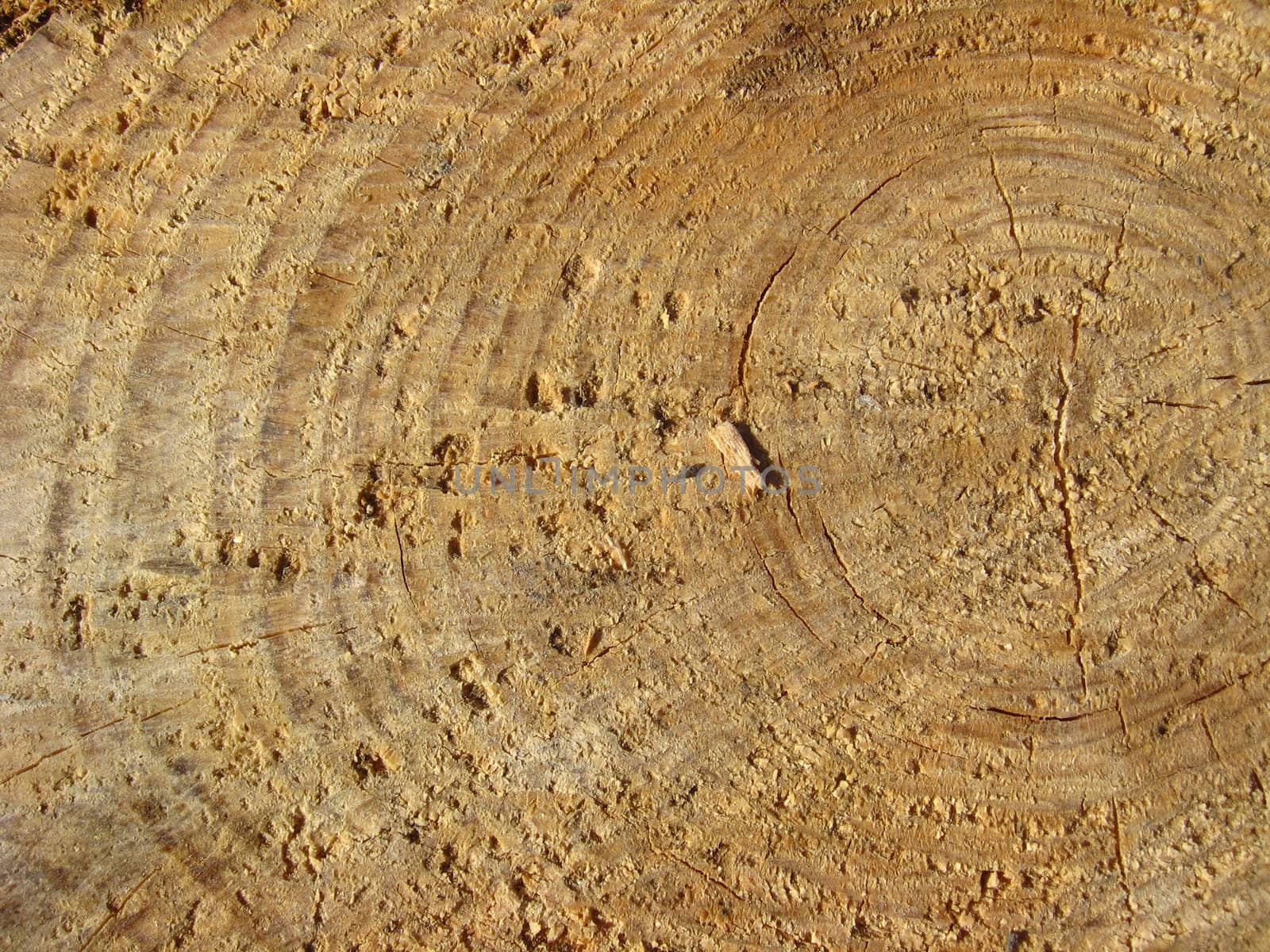 Pattern of yellow color on a cut of a tree