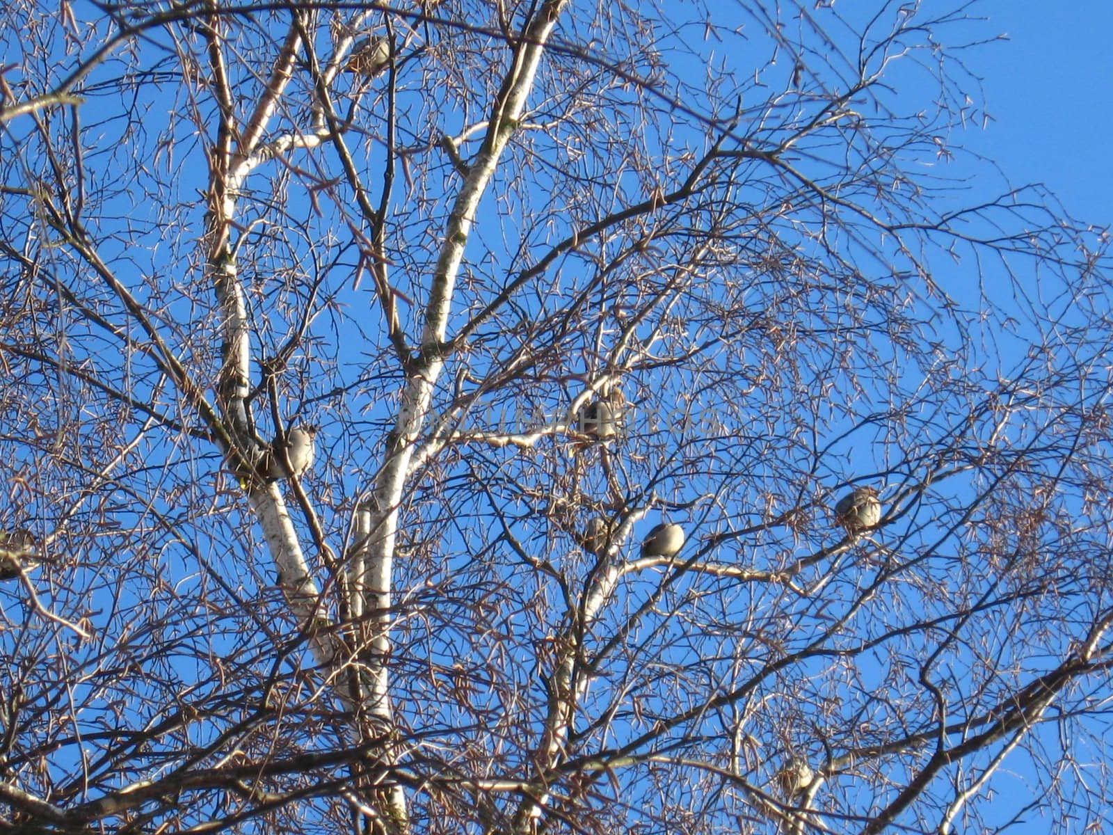 Flight of winter birds sitting not to a birch