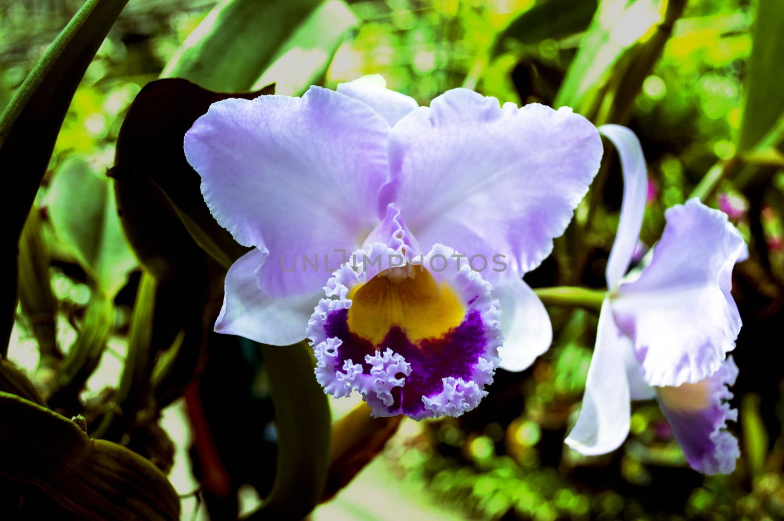 Orchid in Nong Nooch Garden, Pattaya.