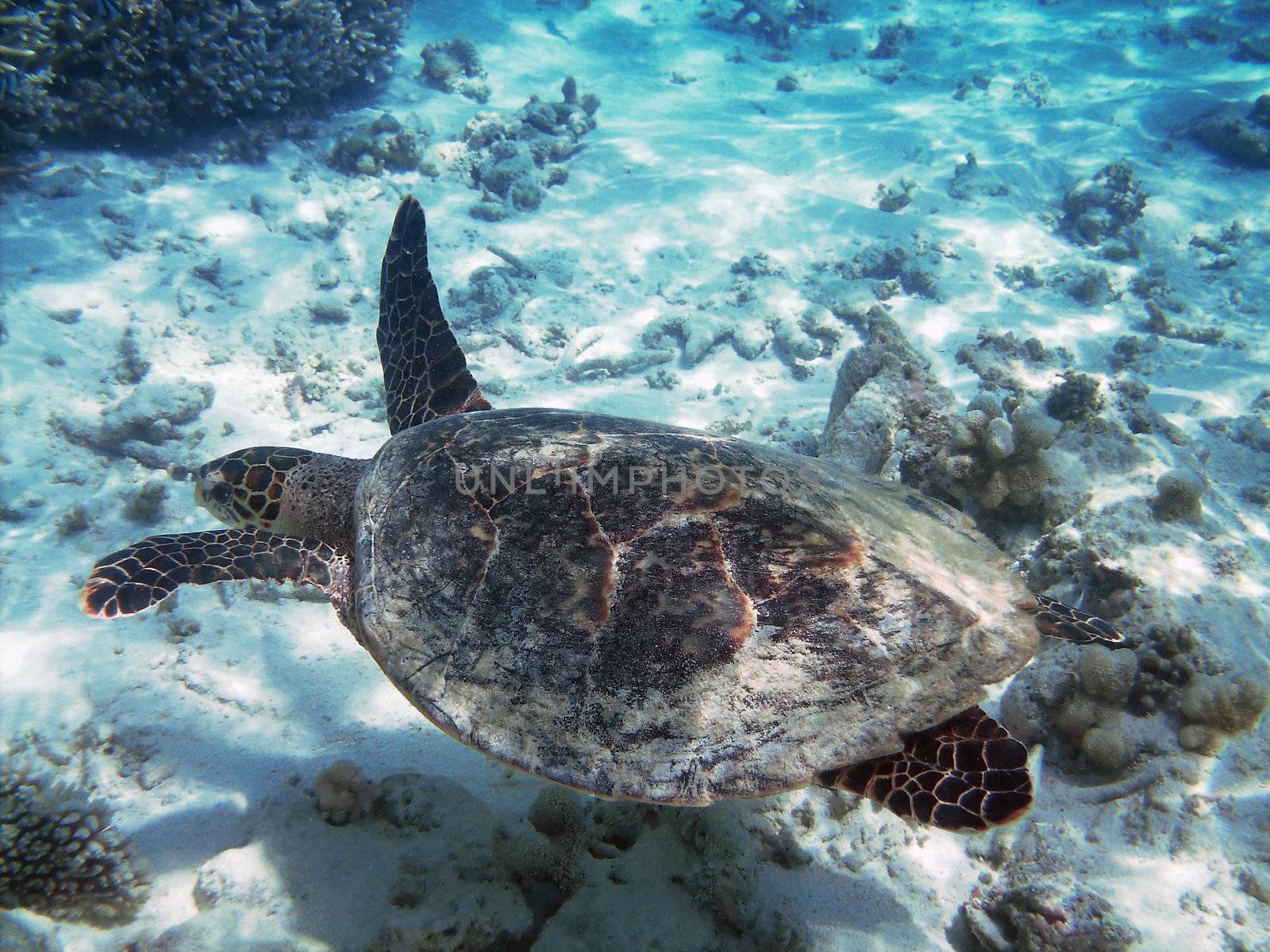 Sea turtle is swimming over a coral reef with various fish