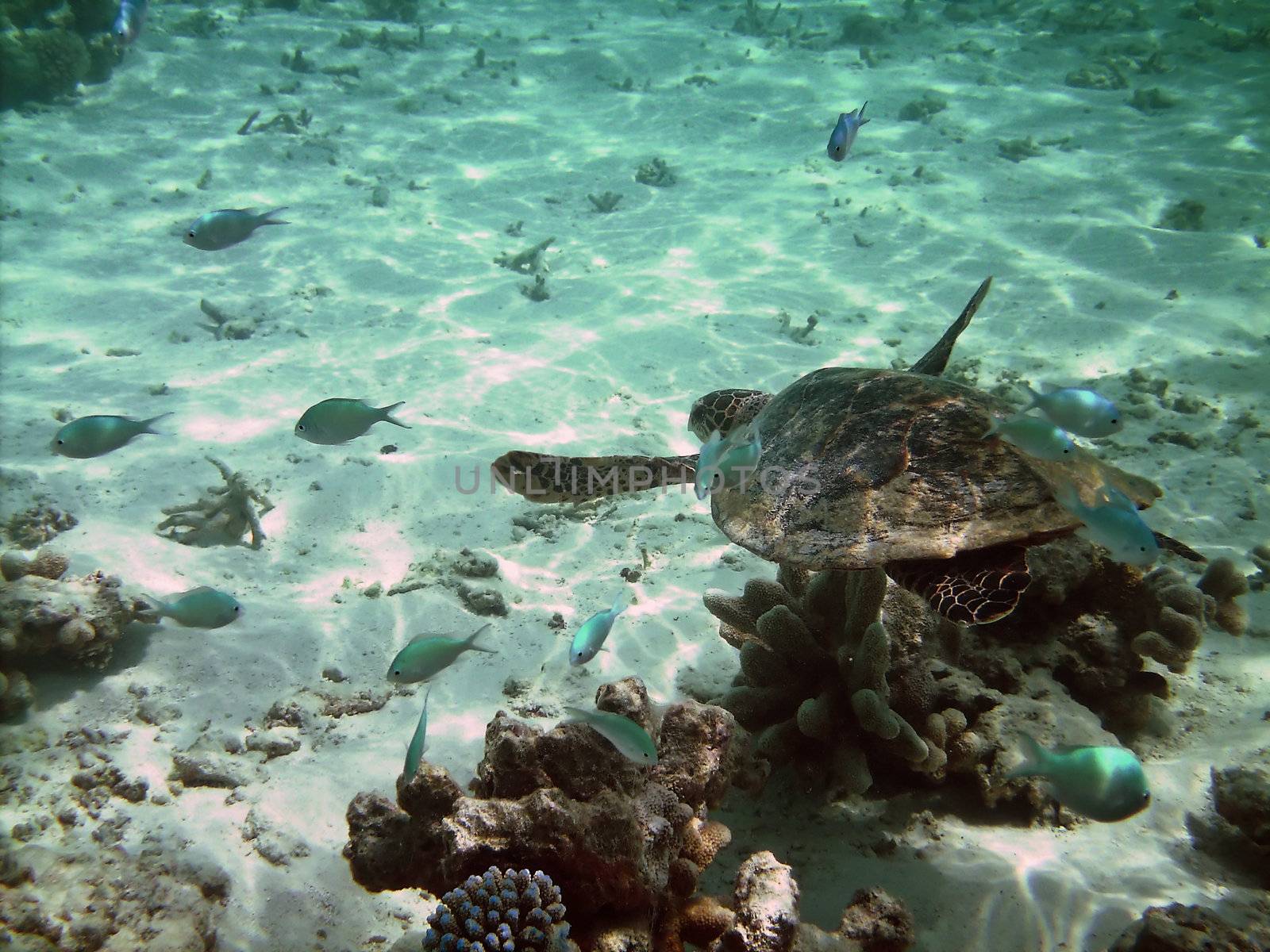 Sea turtle is swimming over a coral reef with various fish