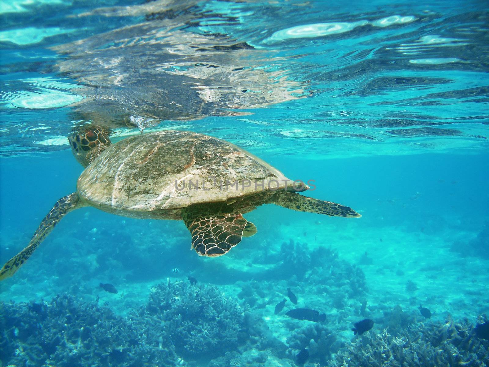 Sea turtle is swimming over a coral reef with various fish - is catching breath