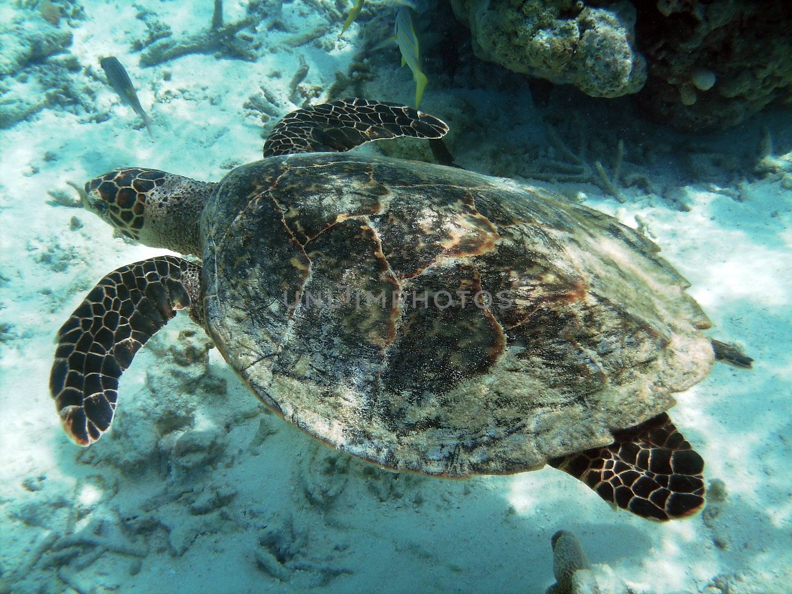 Sea turtle is swimming over a coral reef 