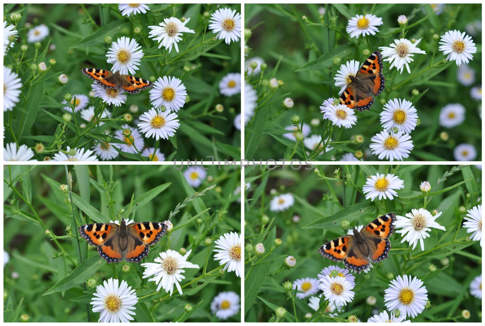 Butterfly on a camomile by alexcoolok