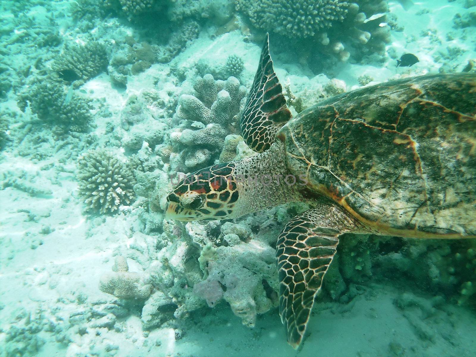 Sea turtle is swimming over a coral reef with various fish