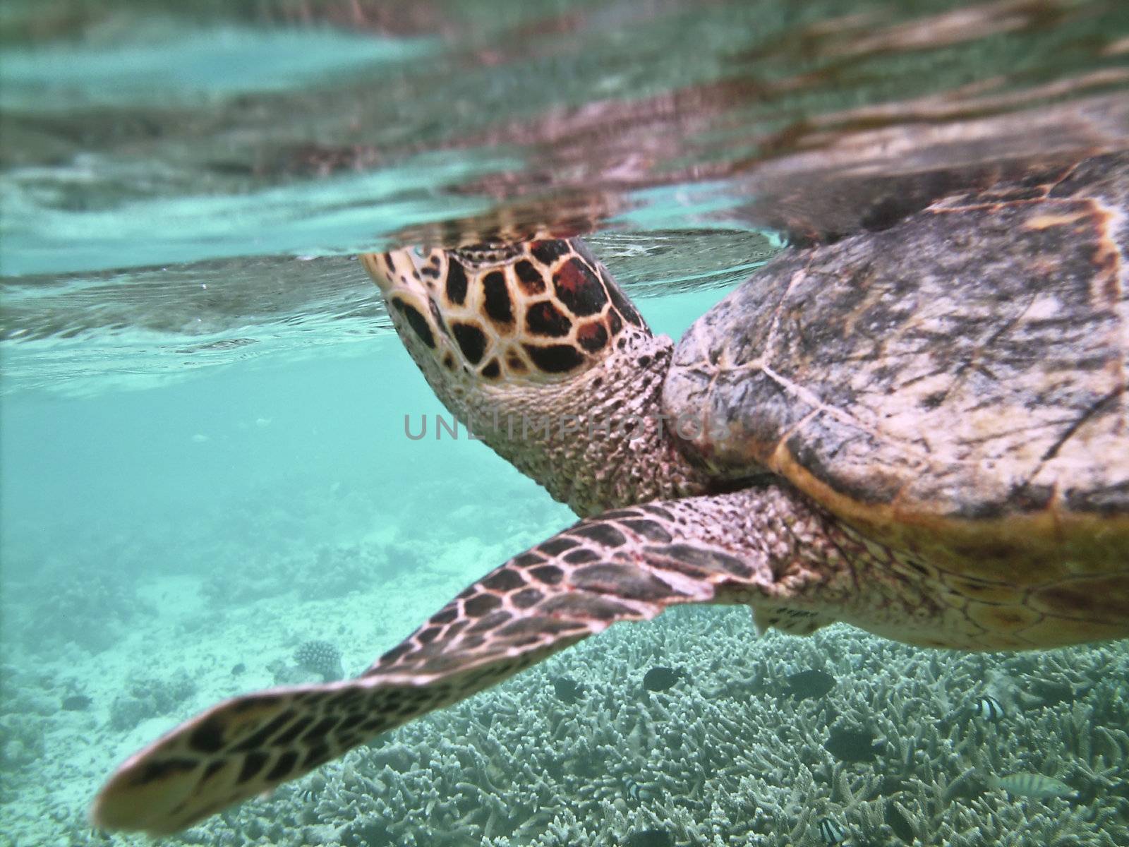 Sea turtle is swimming over a coral reef and is catching breath above the water level