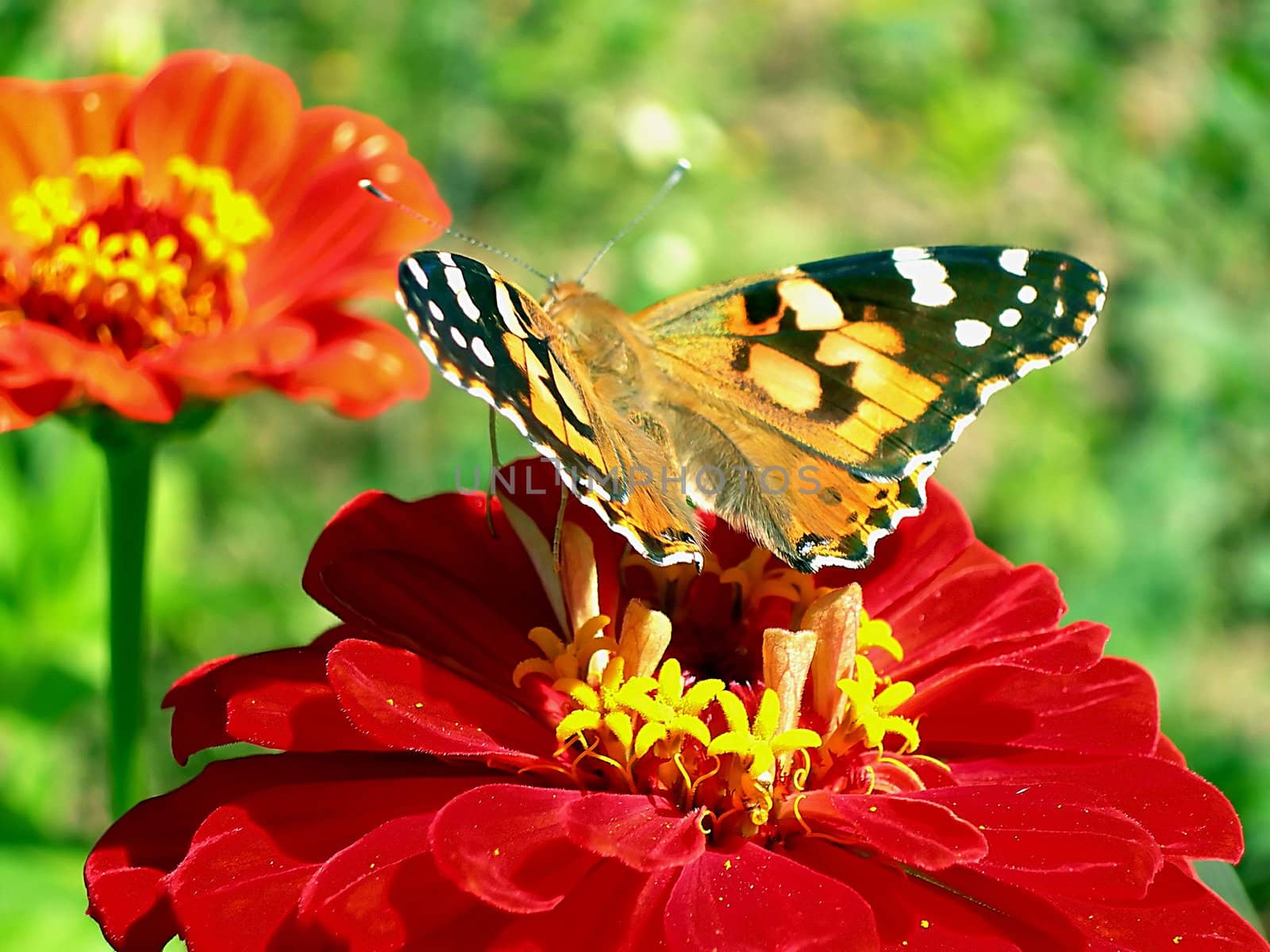        Butterfly on a red flower   