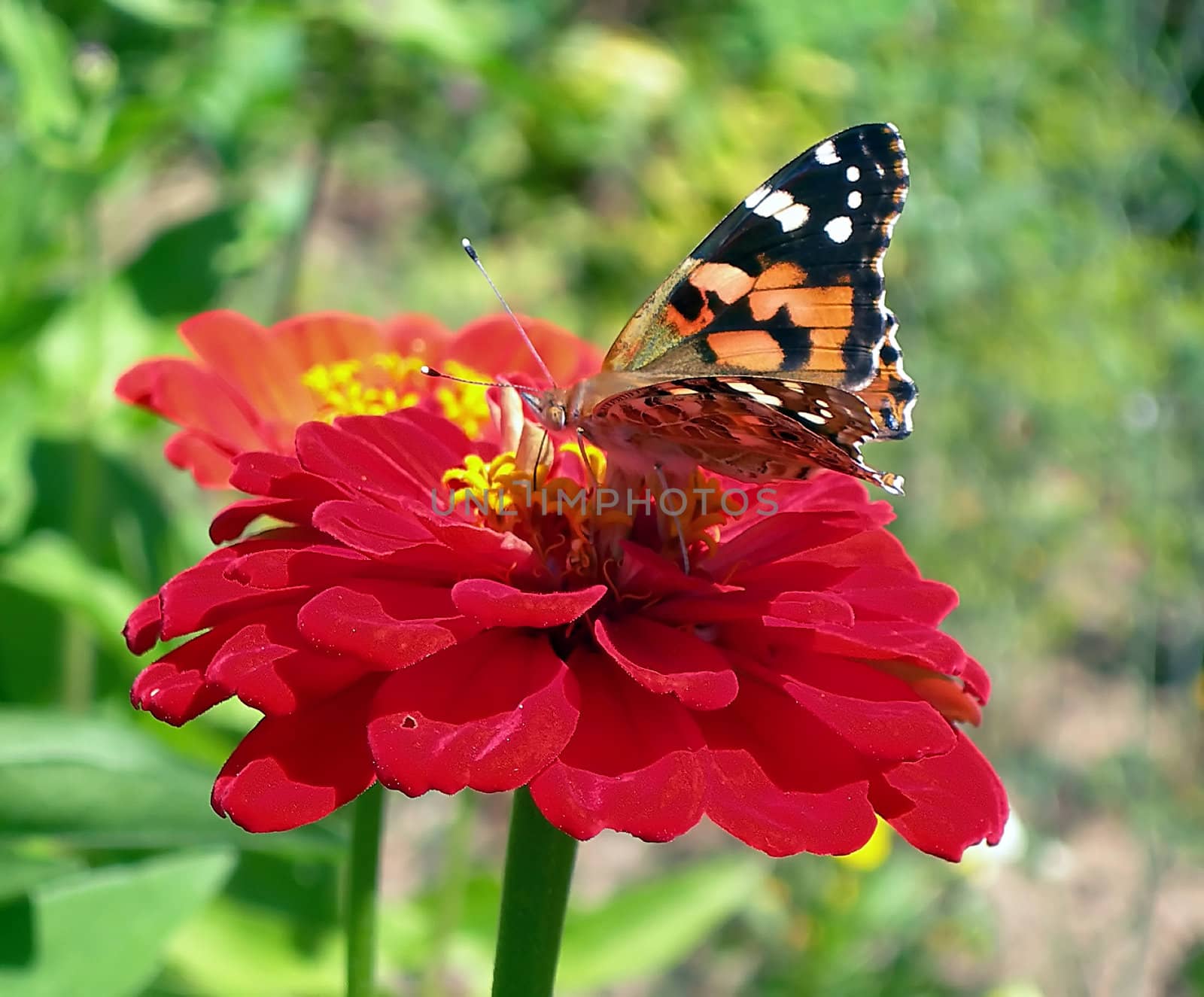           butterfly in the spring garden