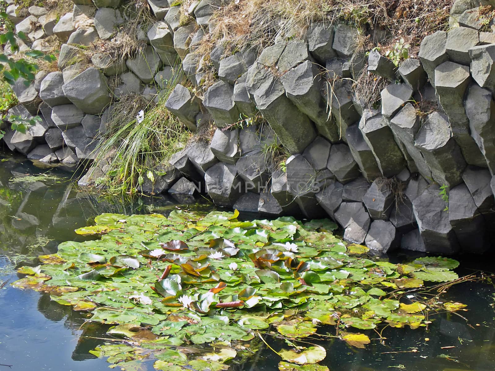           Water lilly and hexagonal organ rock