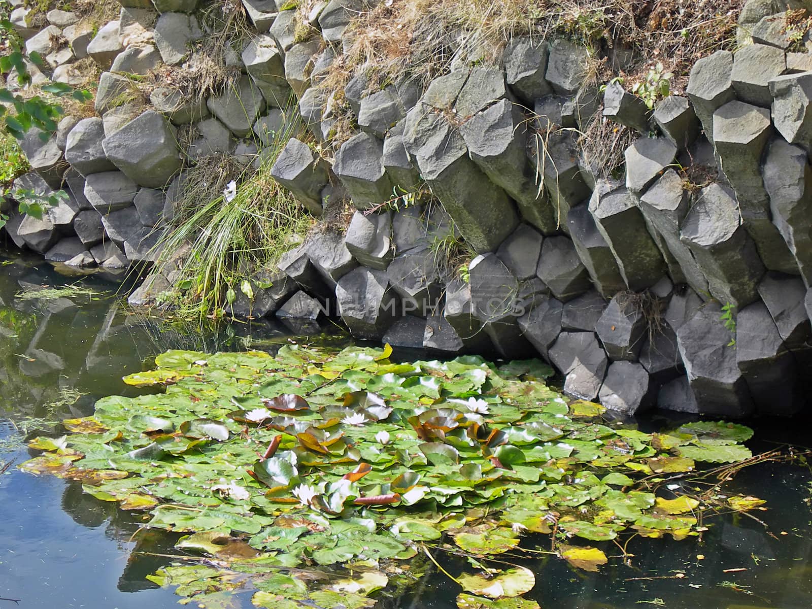 Water lilly and organ rock by drakodav