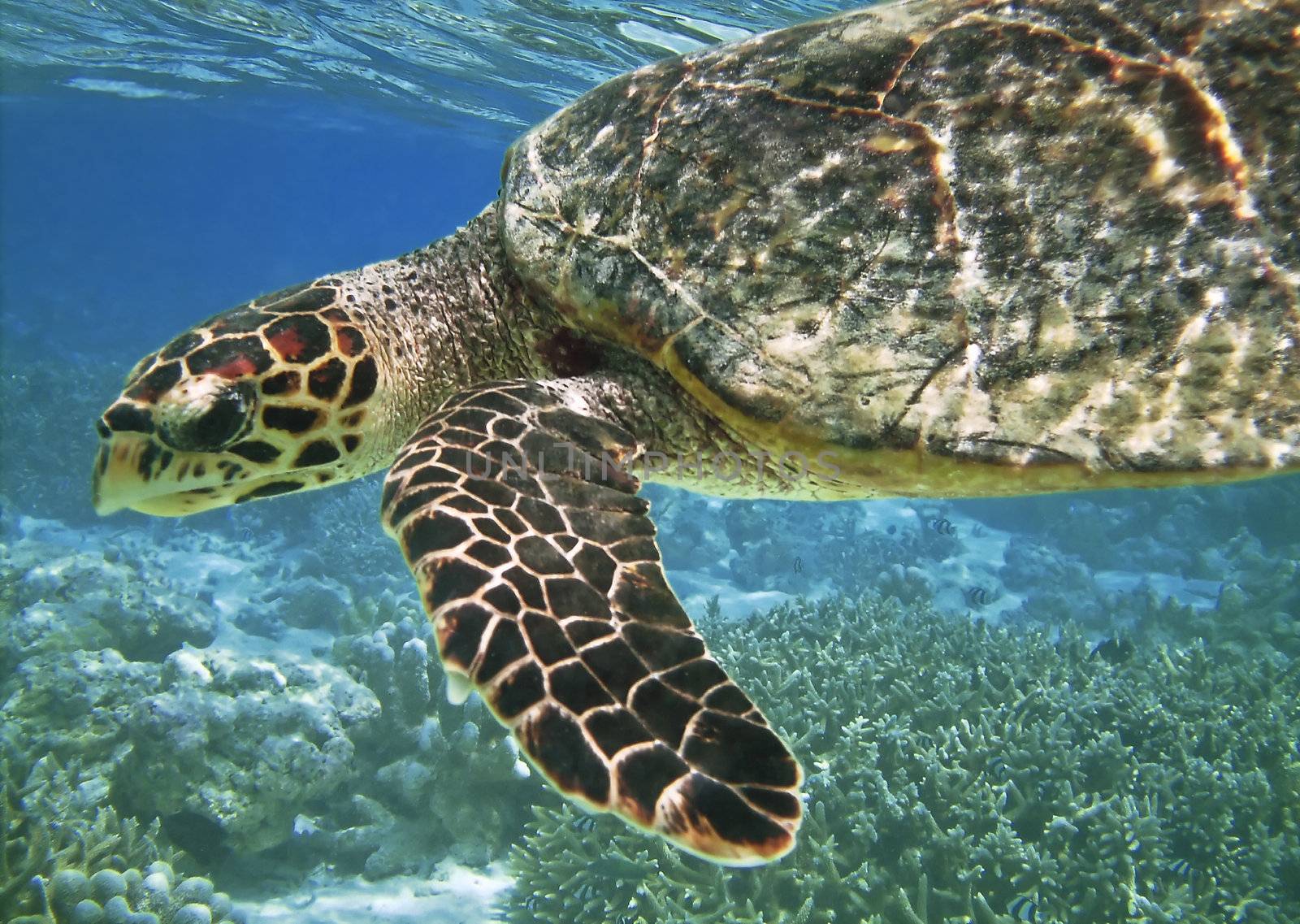 Sea turtle is swimming over a coral reef with various fish