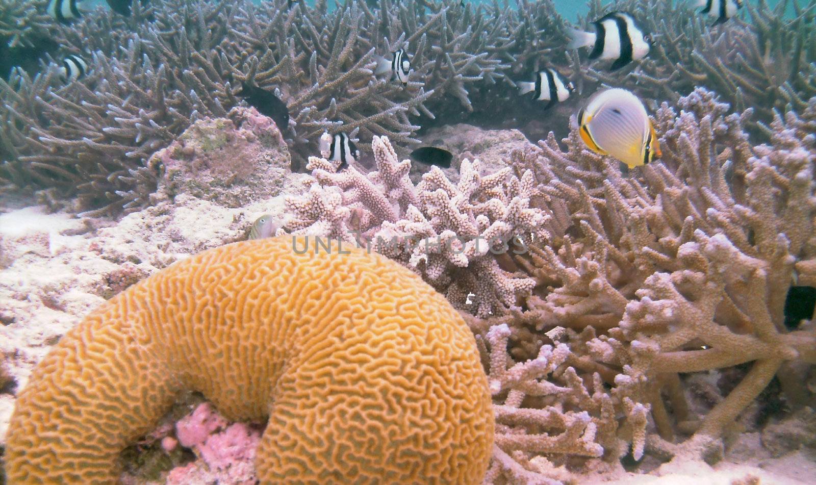 Beautiful scenery of the underwater world with sponge and fish