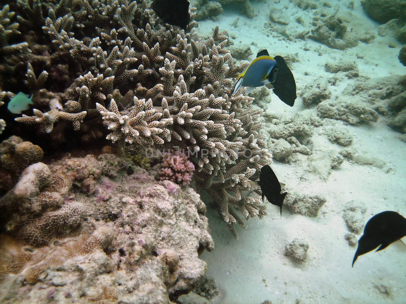 Tropical fish kingdom - coral reef in the maldivian sea