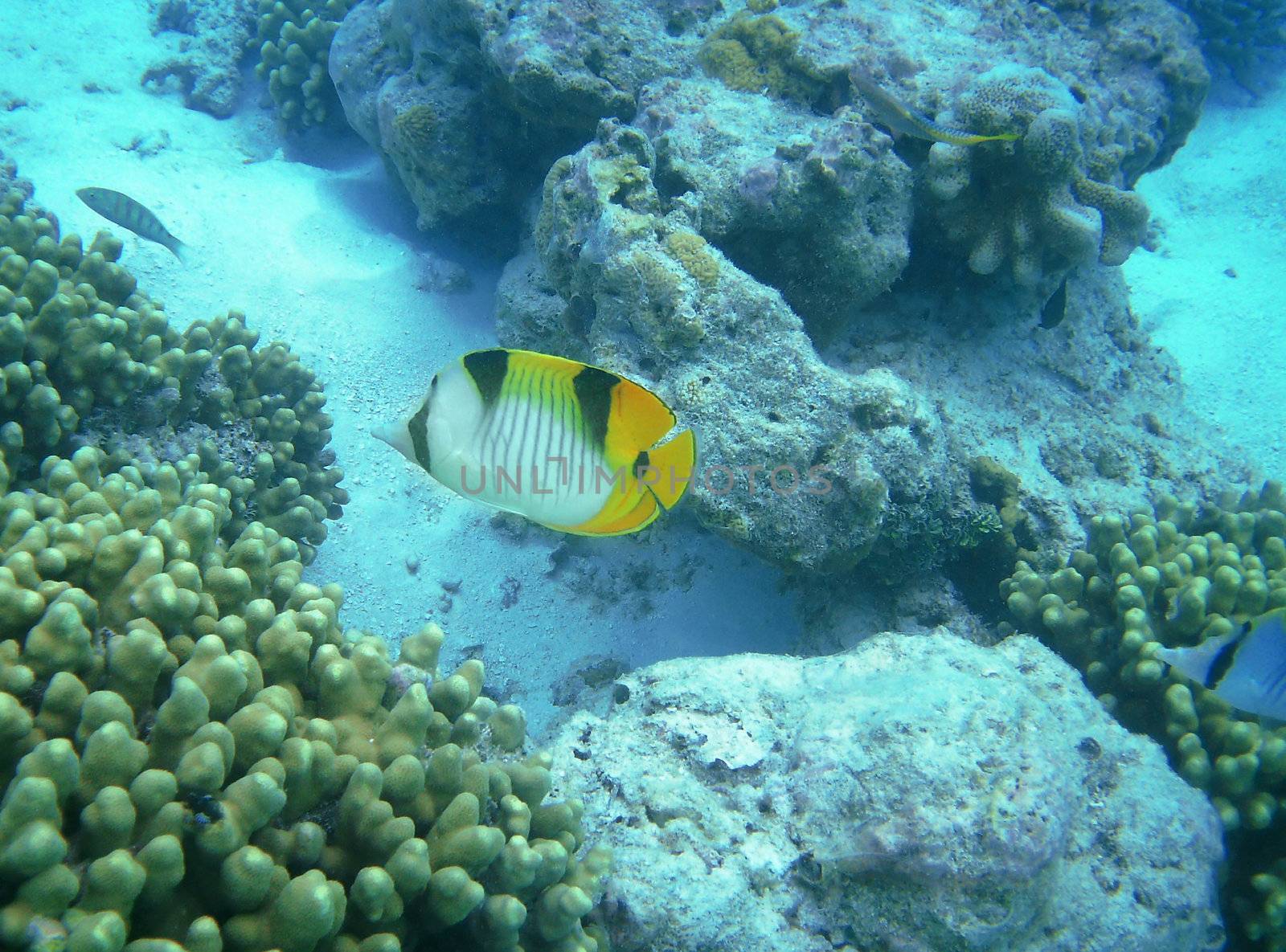 Life underwater - lined butterflyfish and a coral reef