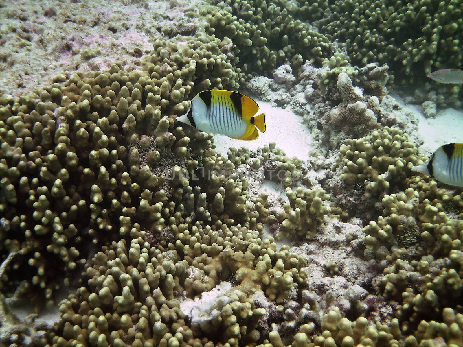 Life underwater - lined butterflyfish and a coral reef
