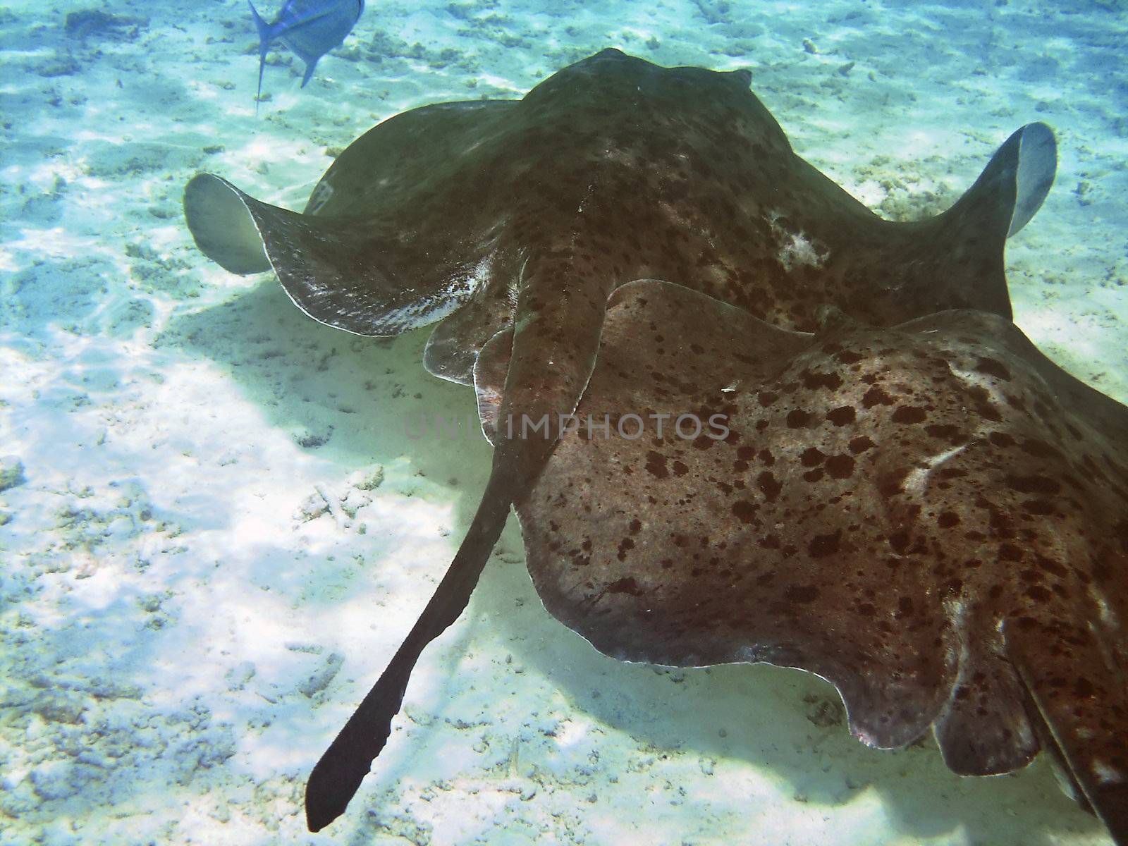 Two Mating Southern Atlantic Stingrays (Dasyatis americana) 