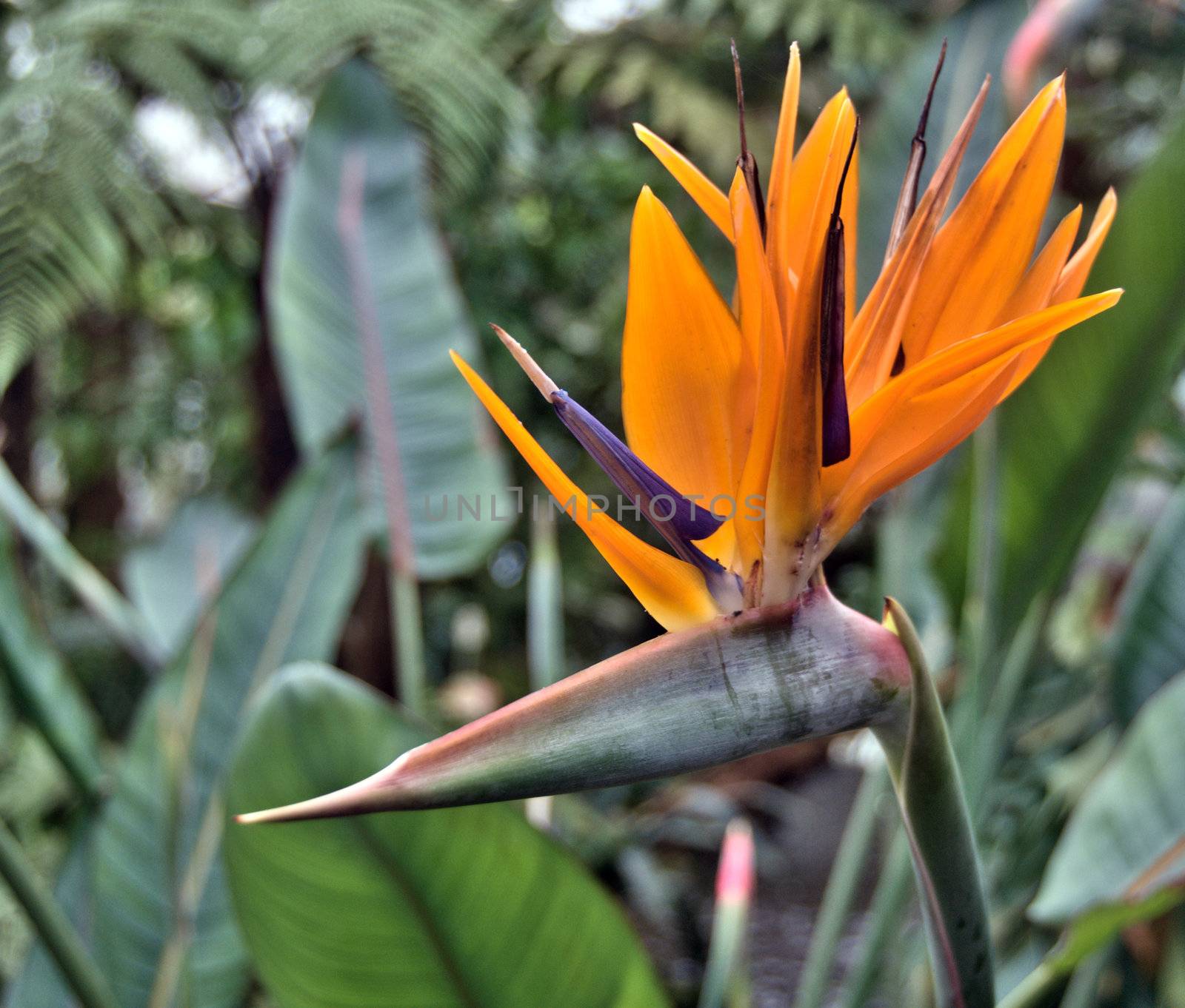 strelizia flower in tropical garden