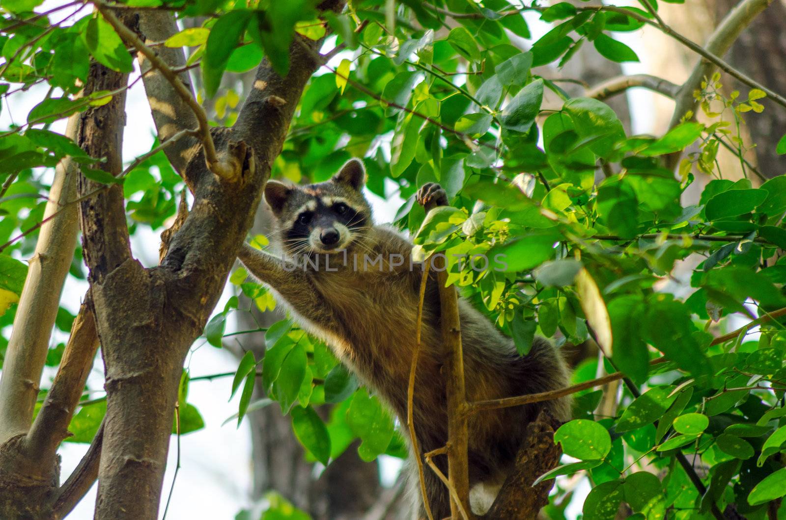 A raccoon high up in a tree looking at the camera