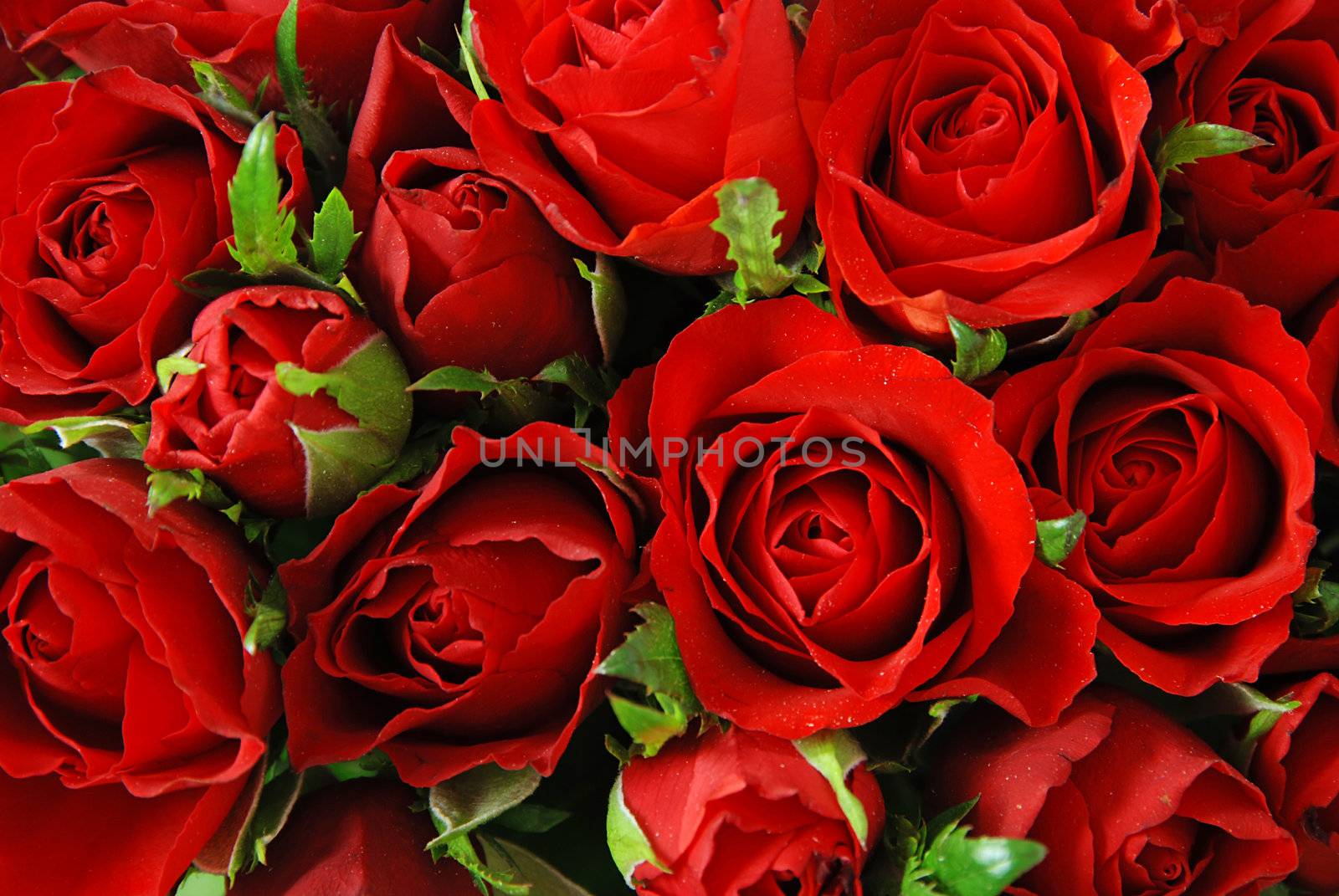 Red roses with leaves background - natural texture of love