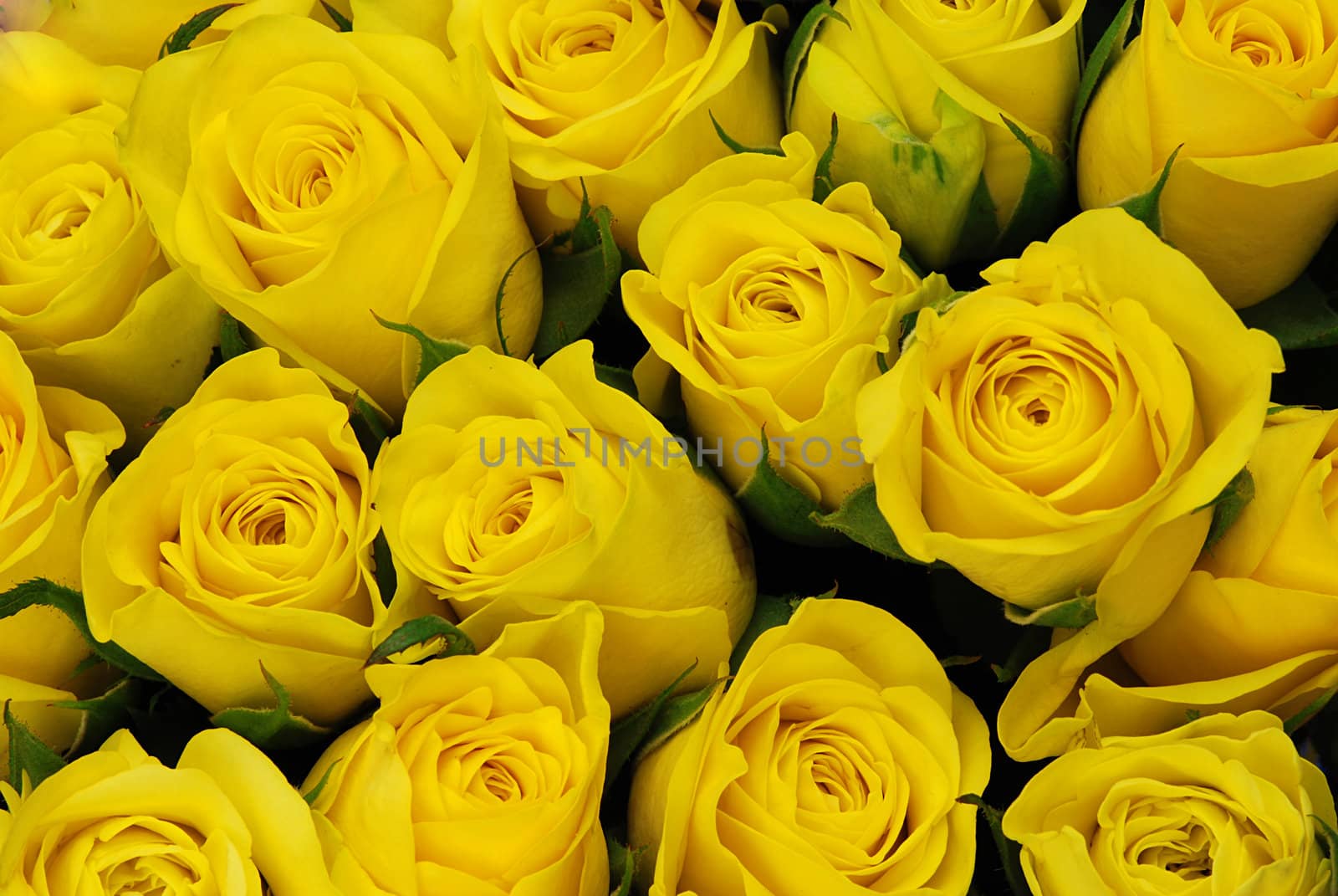 Yellow roses with leaves background - natural texture with fresh flower buds