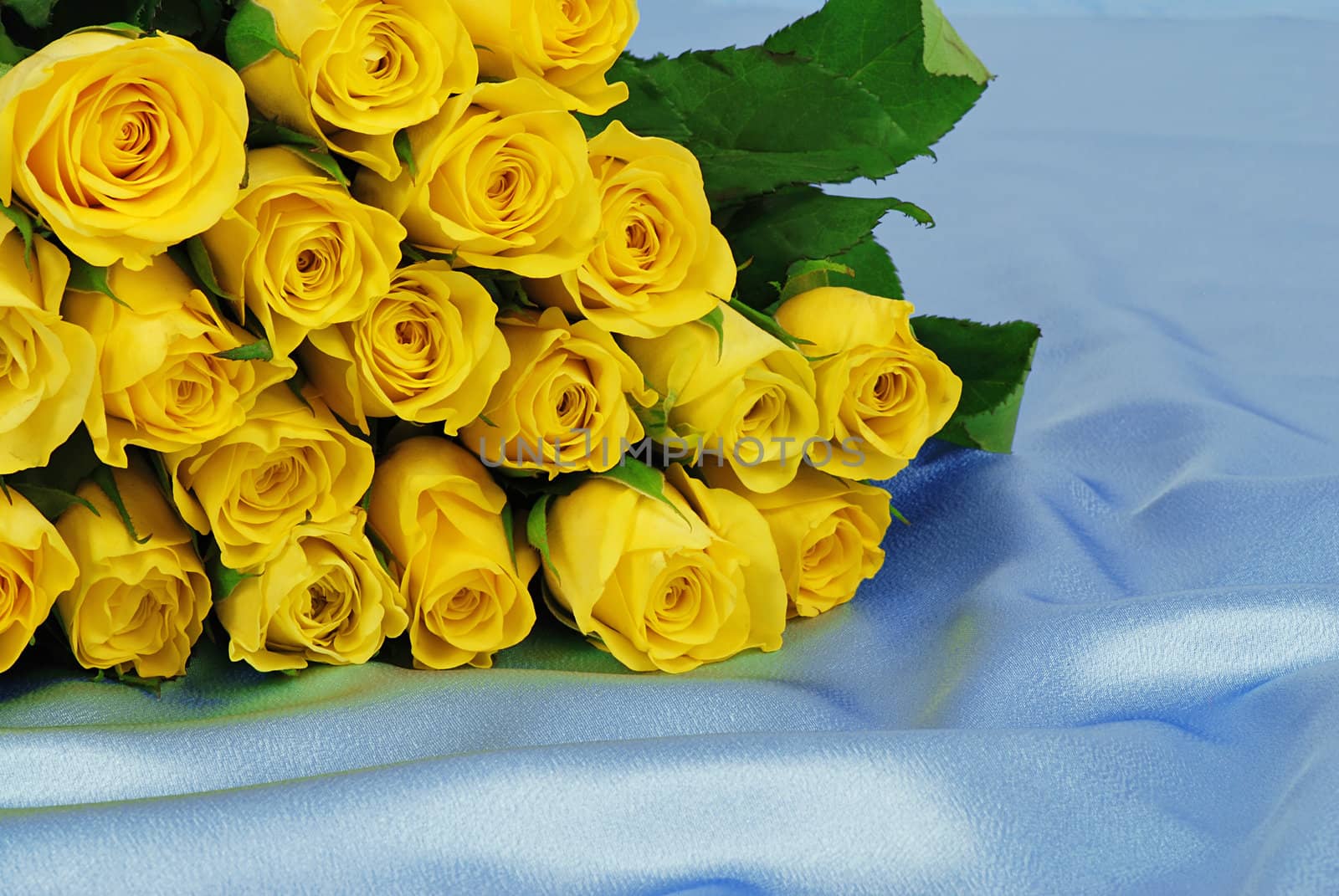 Beautiful yellow roses are laying on blue satin - symbol of anniversary
