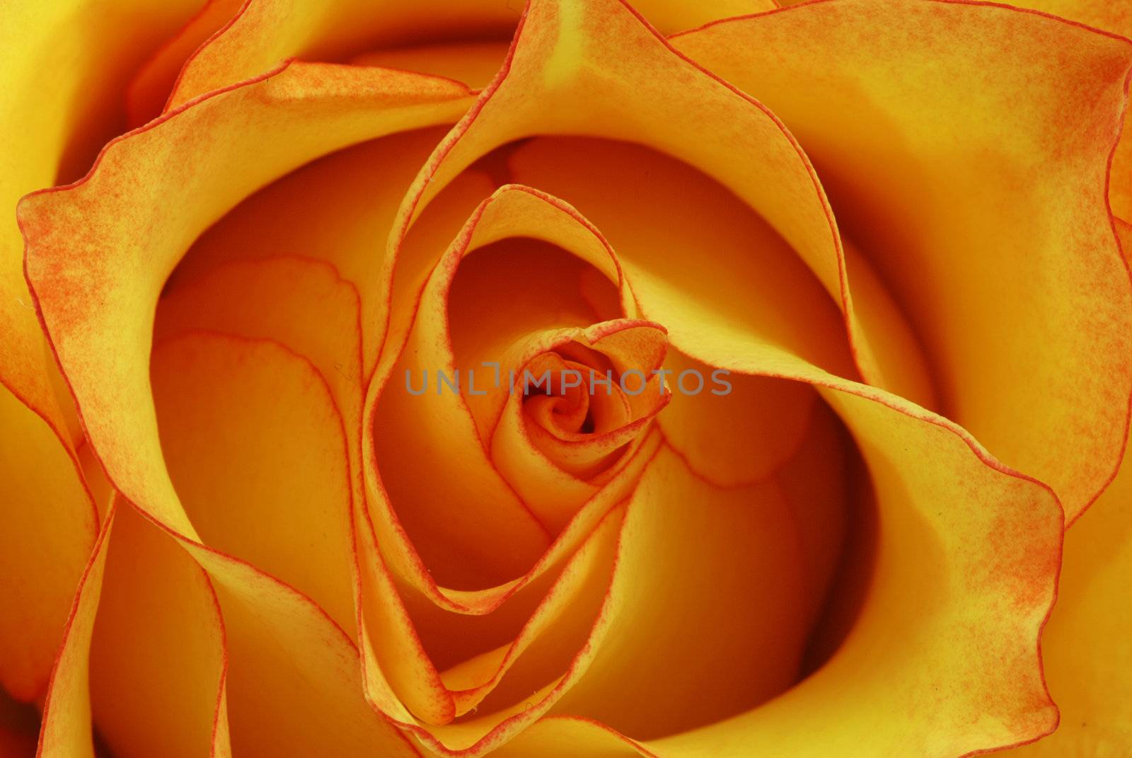 Macro shot of a orange rose blossom - beautiful layers of petals