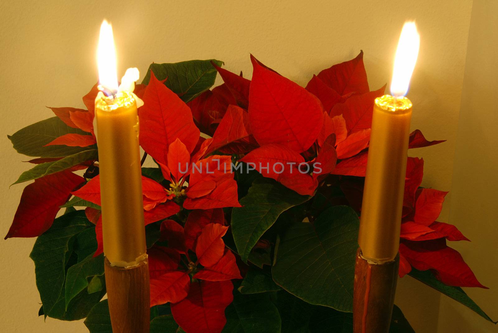 Red christmas flower Poinsettia with two lit candles