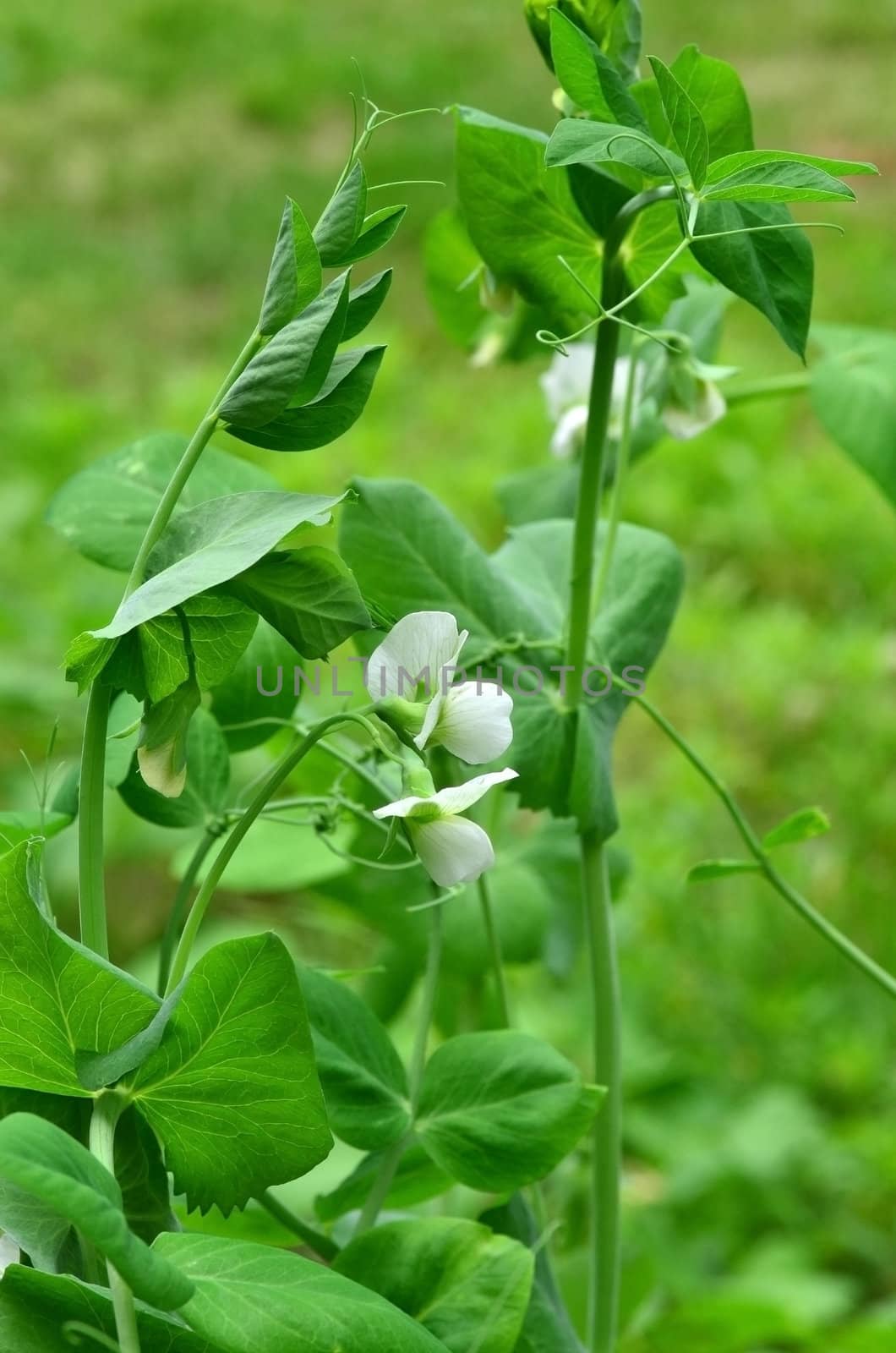 Blooming peas by Vectorex