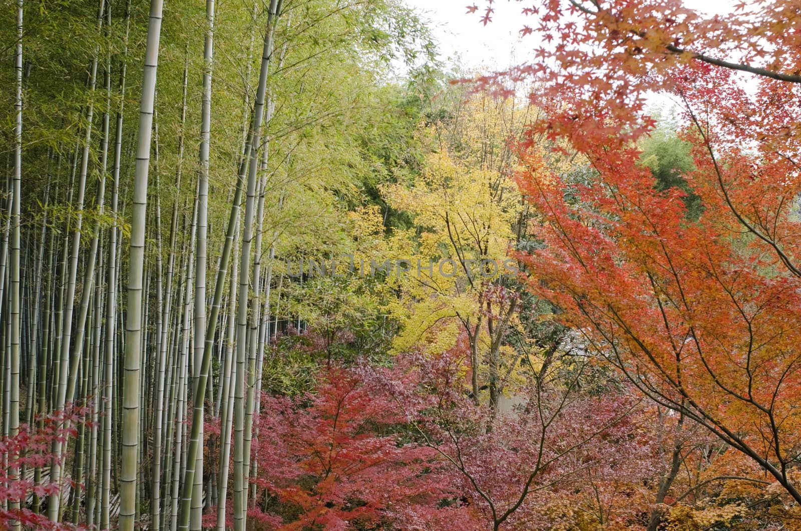 Colorful japanese autumn scene in a forest with maple and bamboo