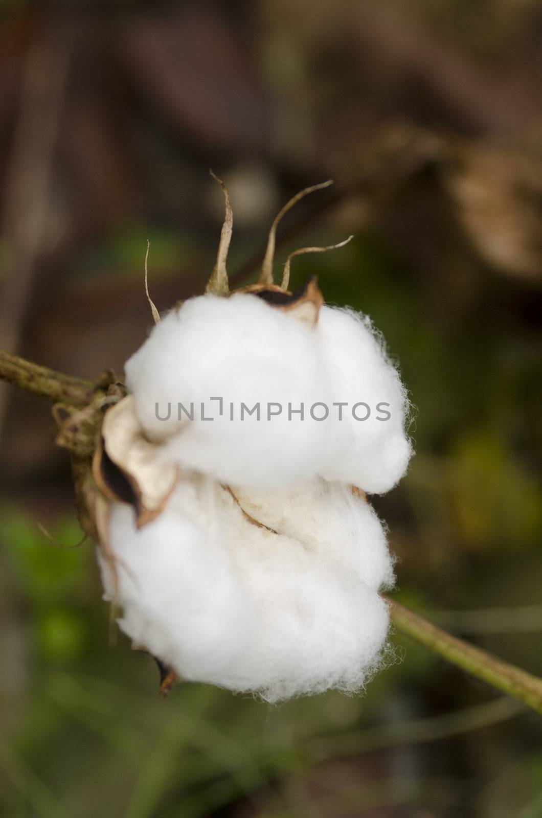 Closeup of a cotton plant, Gossypium, at harvest time