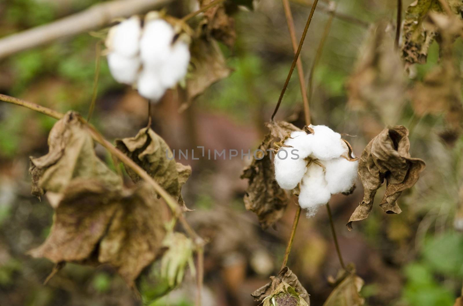 Closeup of a cotton plant, Gossypium, at harvest time