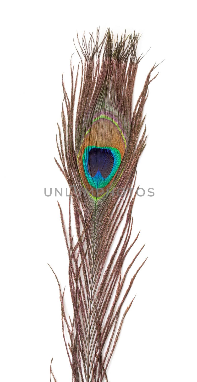 Colorful Peacock Feather, isolated on white background