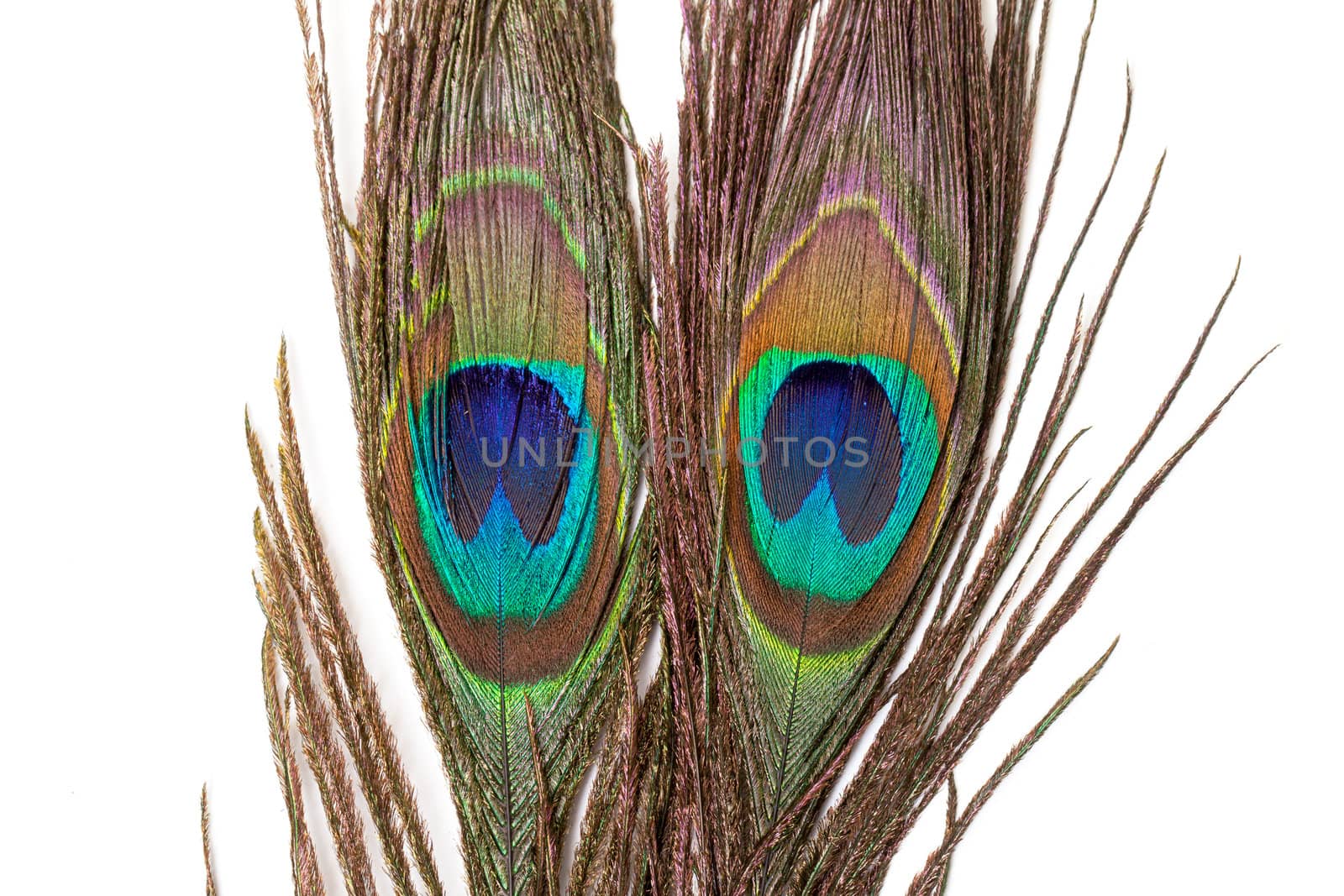 Colorful Peacock Feather, isolated on white background