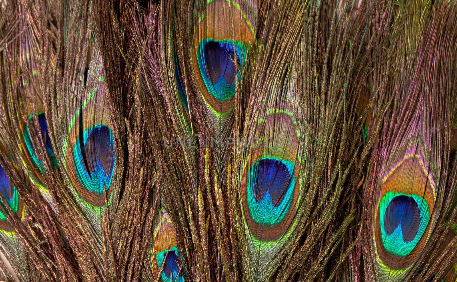 Colorful Peacock Feather, background