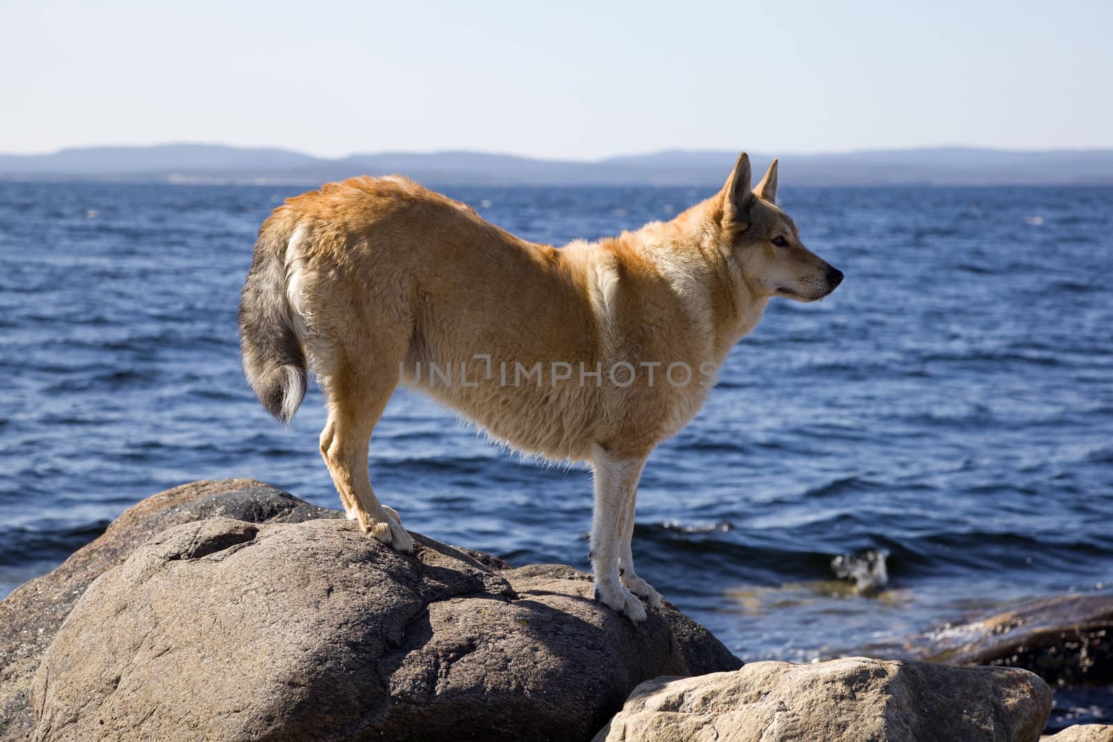 Hunting dog on a rock by the sea. Russia. North. White Sea