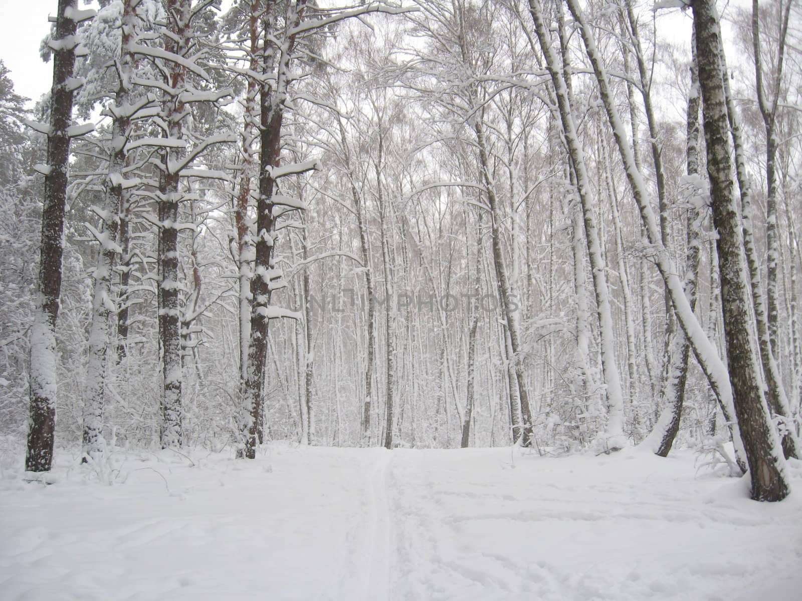 Winter landscape in a forest by alexmak