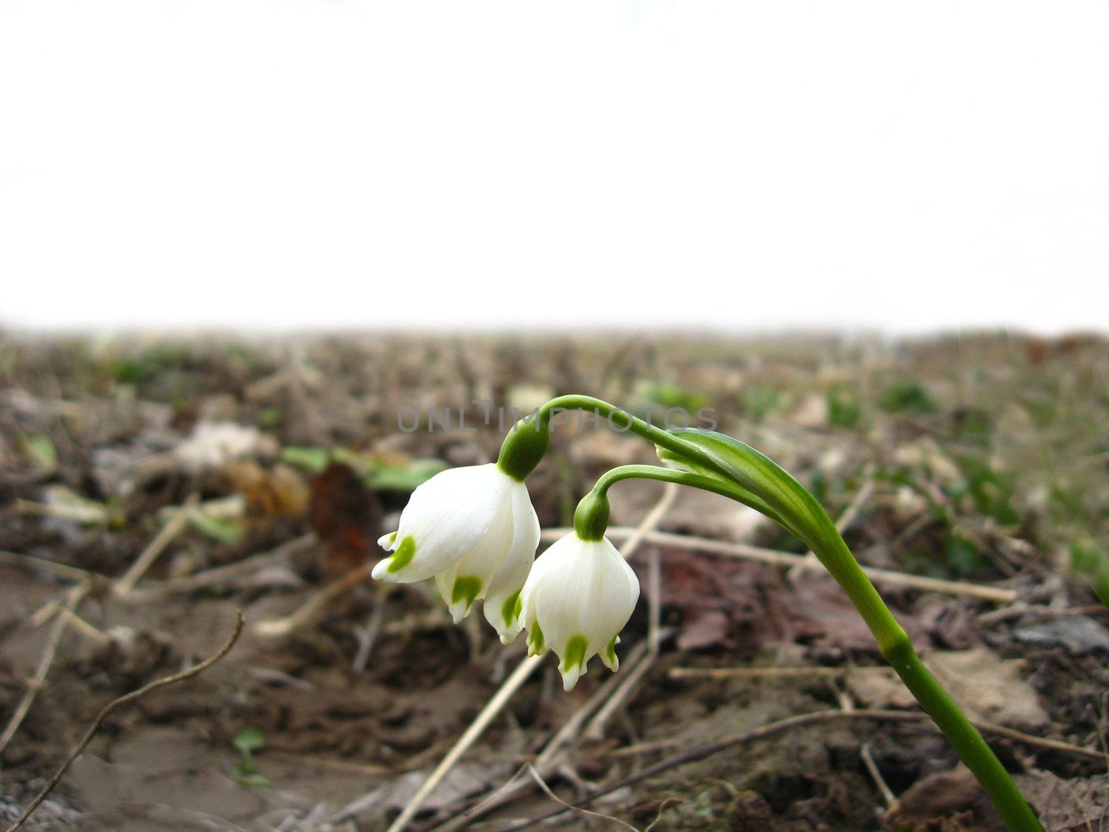 The image of two white snowdrops on one stalk