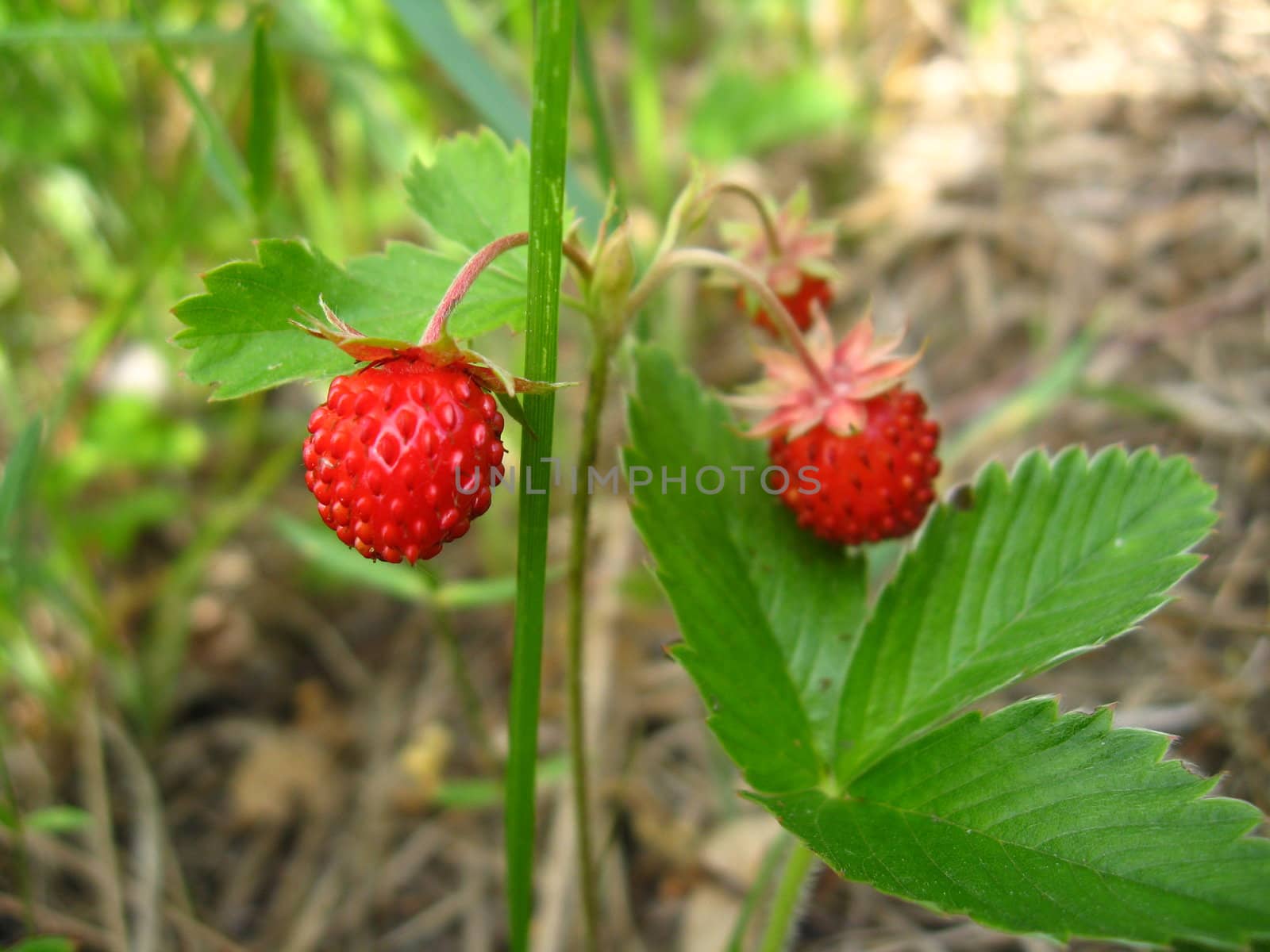 three berries of beautiful wild strawberry by alexmak