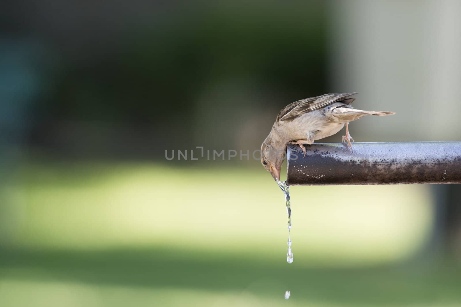 Sparrow drinking fresh water from a fountain tube