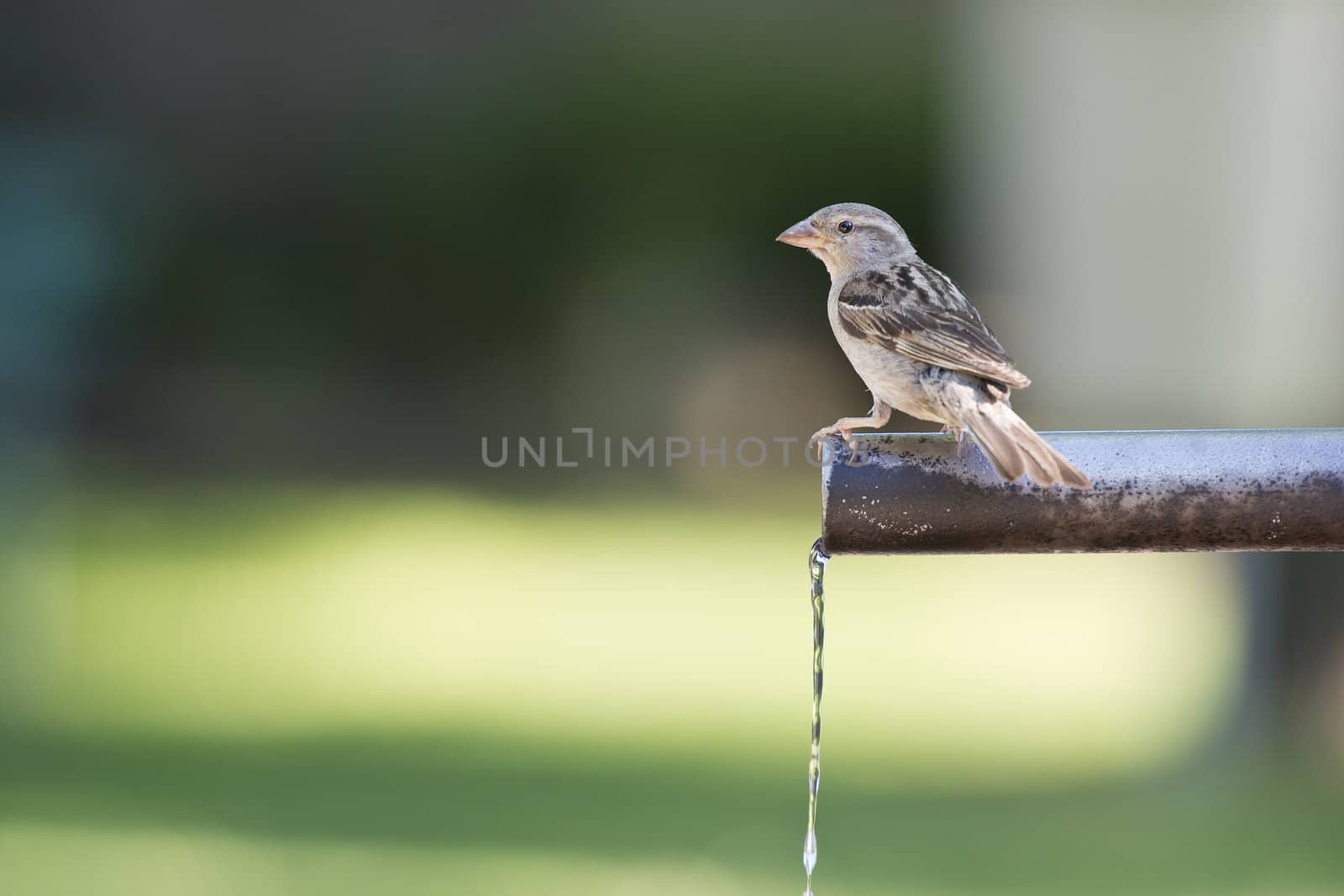 Sparrow drinking water. by angelsimon