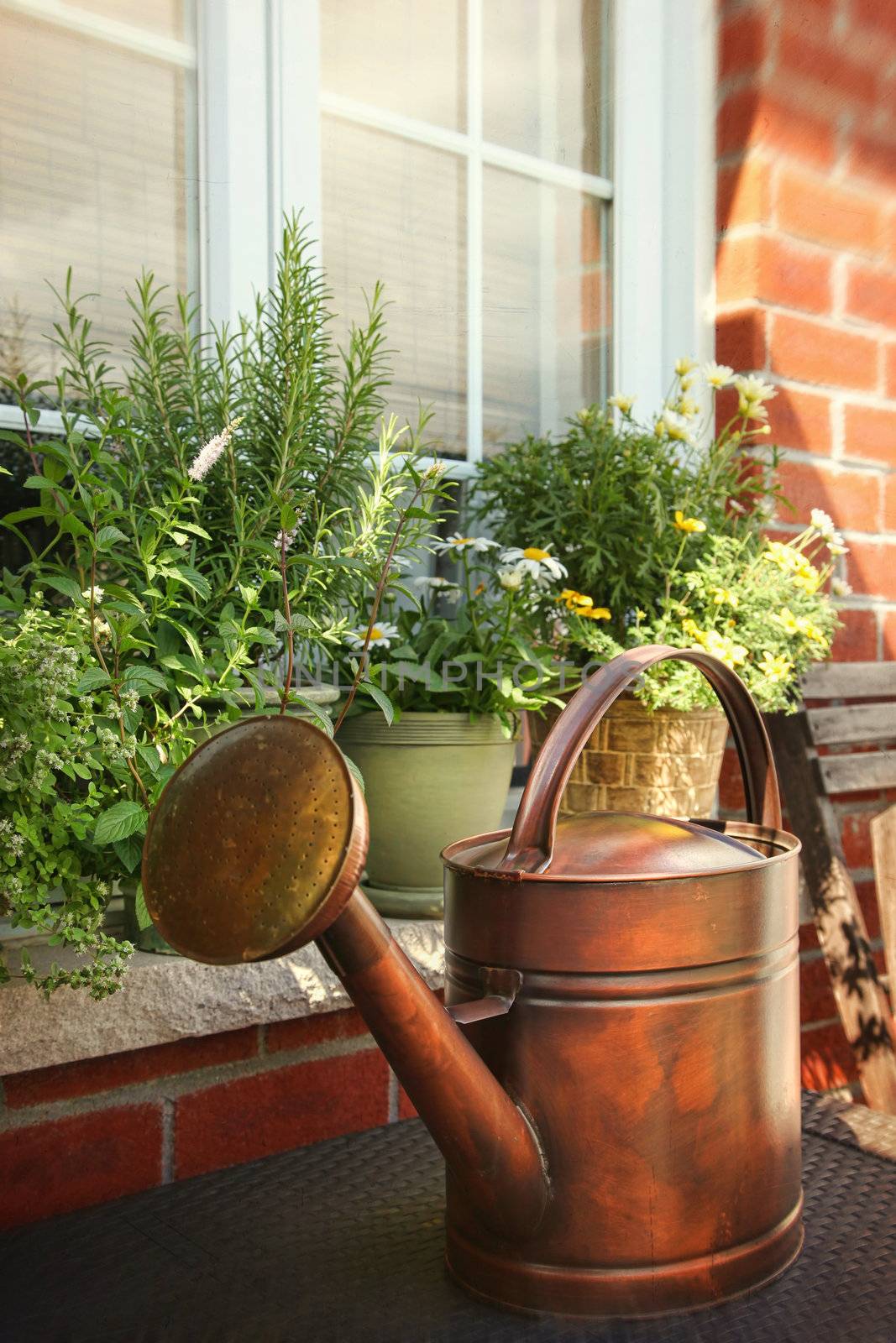 Pots of flowers and herbs on window ledge