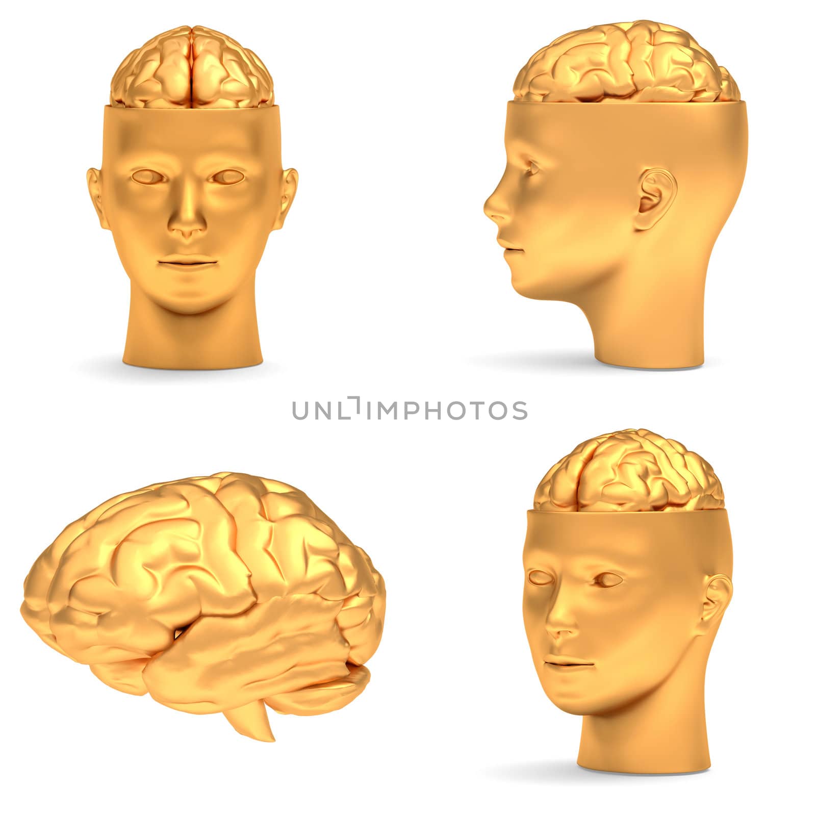 Gold head in three projections and brain, isolated over white.