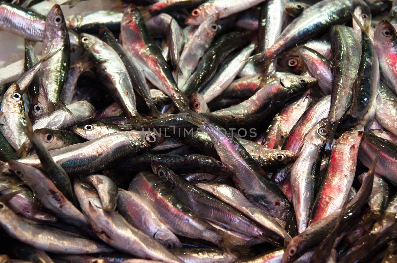 Crates of sardines on the market on Crete Island in Greece