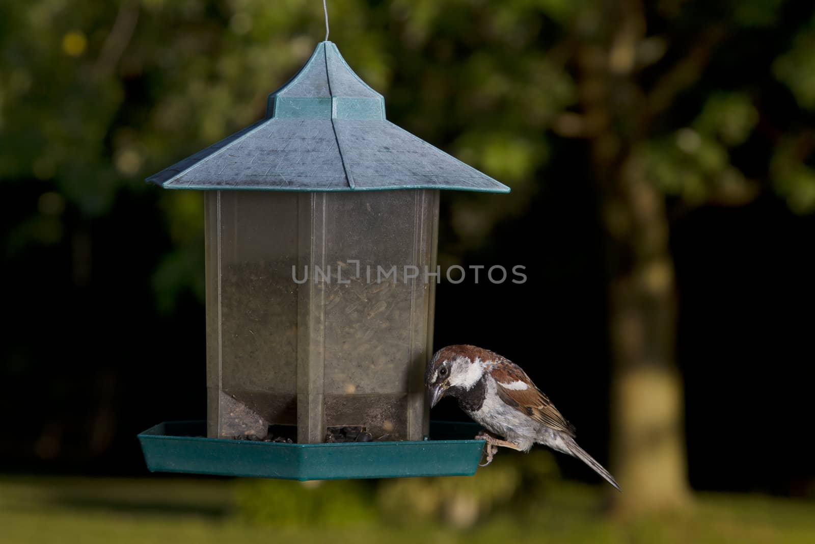 small male sparrow feeding in a old green bird feeder