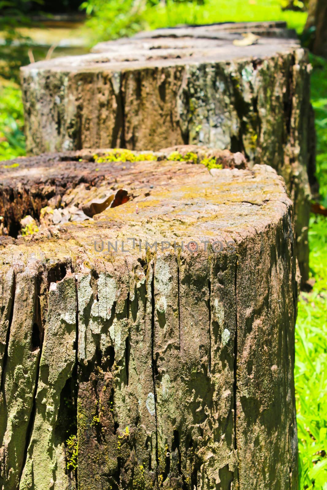 row of wood by coleorhiza