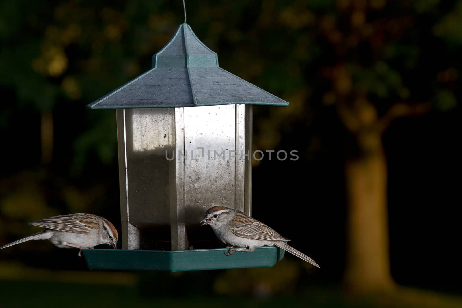 two female sparrow feeding on seeds