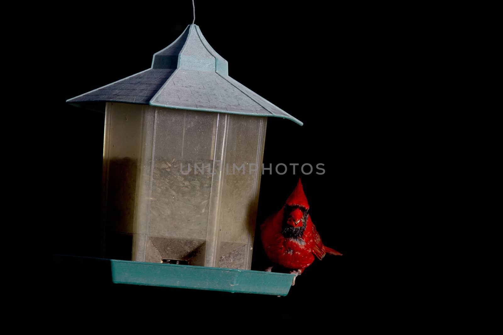 Red cardinal feeding on a seed, tipping a bird feeder