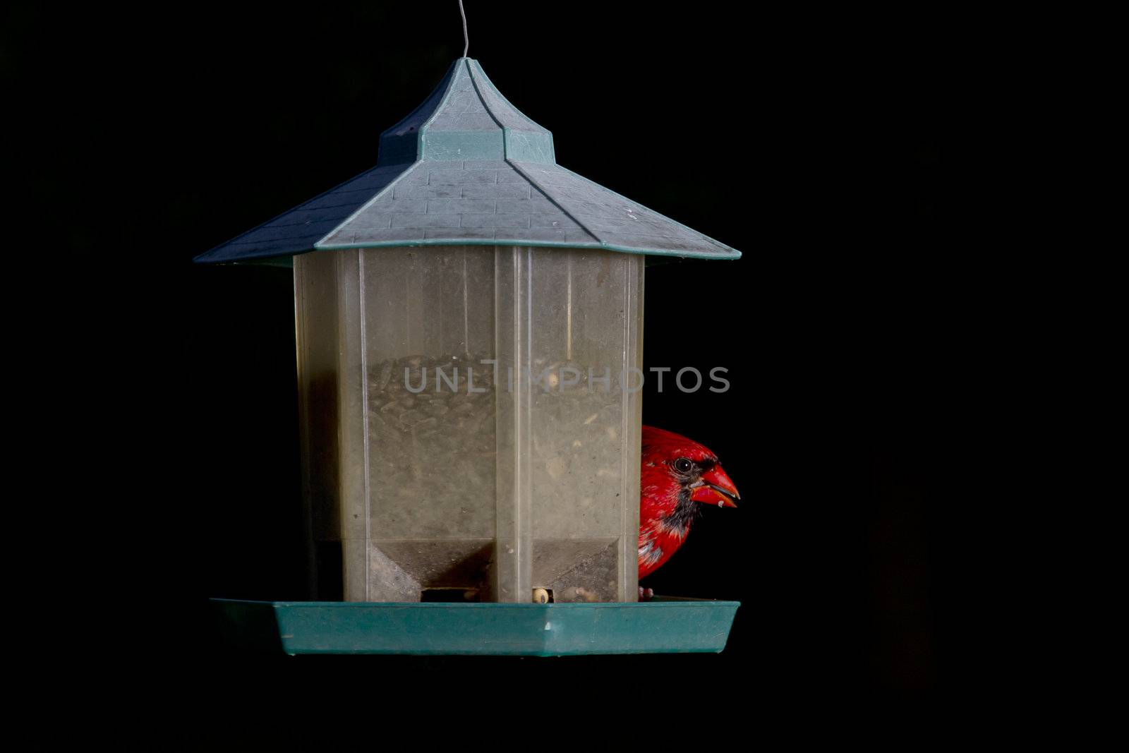 Red cardinal feeding on a seeds hidding behind a bird feeder