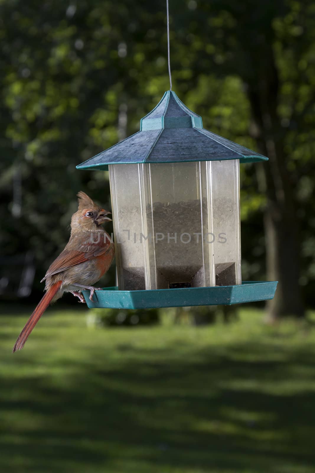 female cardinal feeding on a seed surprise by something